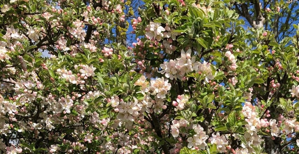 Bild på äppleträd i blomning