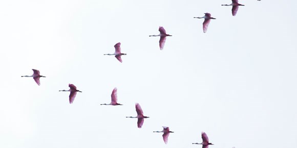 Flyttfåglar som flyger i en formation