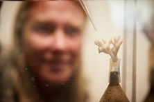 Närbild på ögonkoraller. En person syns i suddig bakgrund