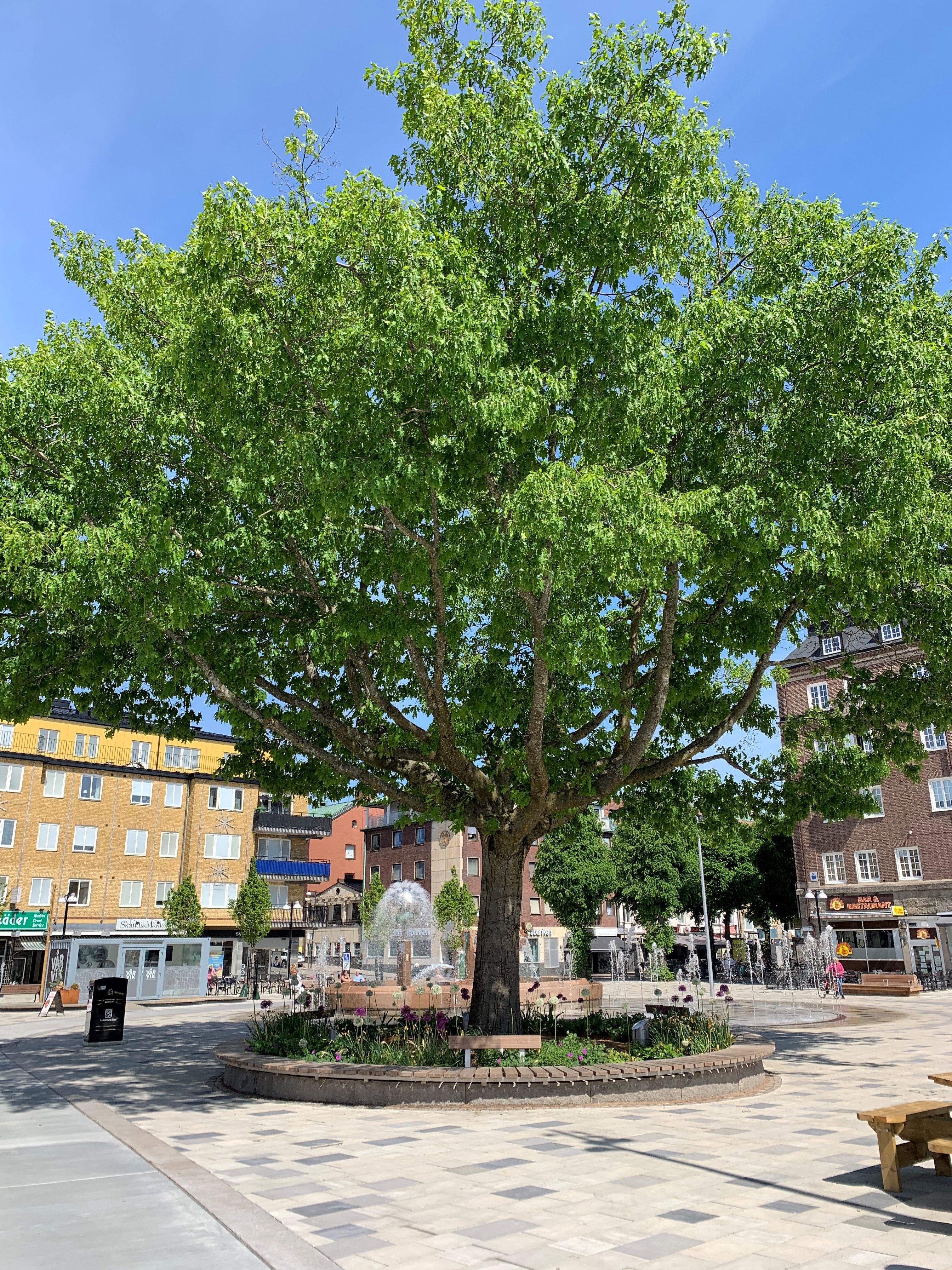 Rödeken på Drottningtorget - original (619285).jpg