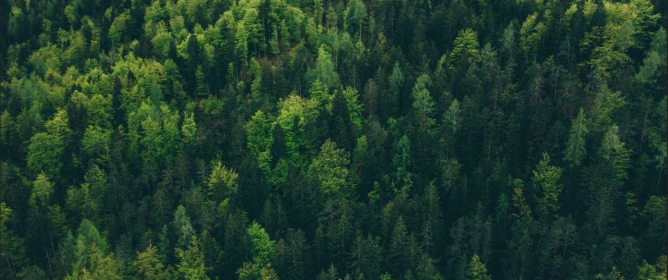 Skog