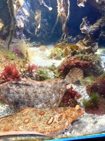 Havsakvarium på sjöstjärnor och andra havsdjur