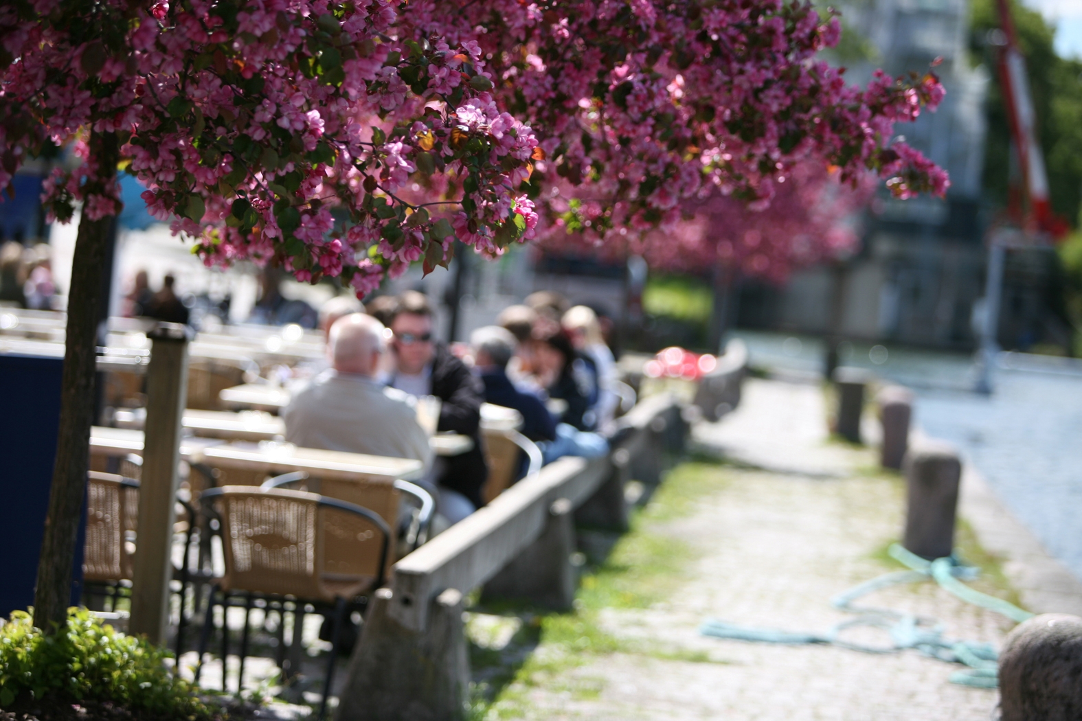 Foto som visar blommande träd och människor som fikar vid utomhuscafé